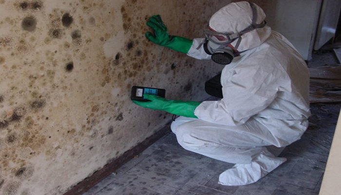 how to get rid of mold damage
